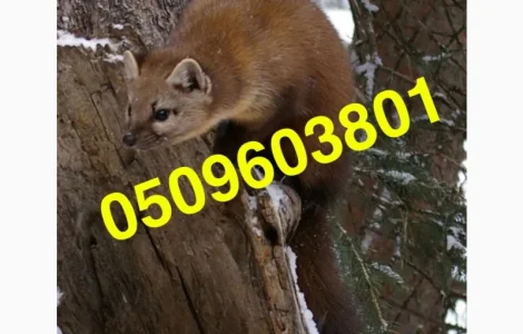 Покупаем шкурки куницы и других зверей