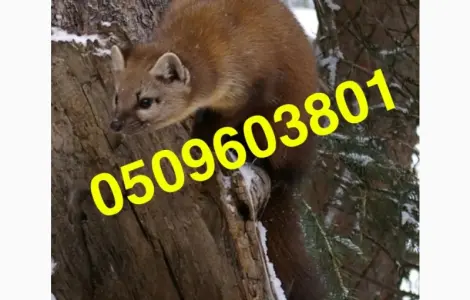 Купуємо куниць хутро шкіри