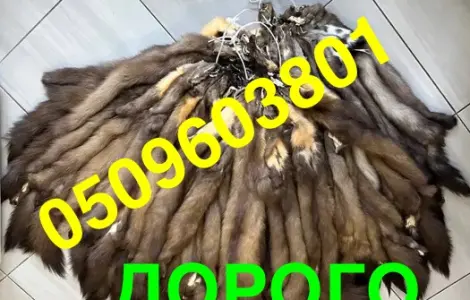 Купуємо куницю по Україні ДОРОГО