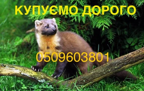 Куплю шкури шкіри хутро шкірки куниці