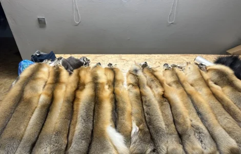 Шкірки Island fox ( Ісланд фокс)