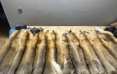 Шкірки Island fox ( Ісланд фокс)