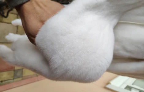 Норка біла Данія вельвет