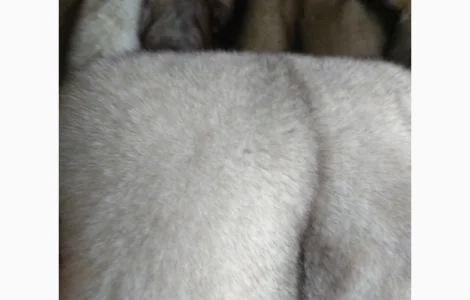 Продам шкурки фінського песця