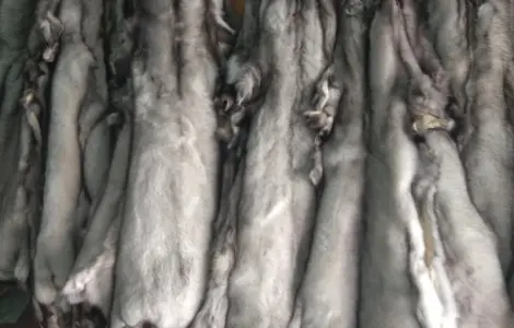 Продам шкурки финского песца