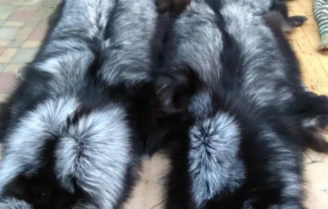 Чернобурка Silver fox