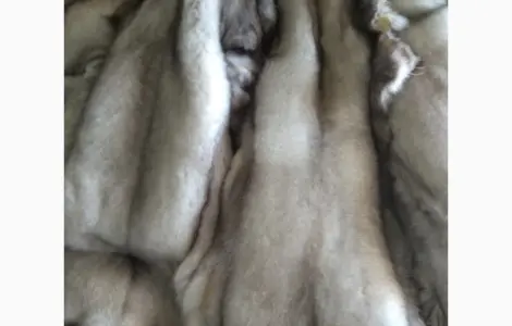 Продам шкурки Финского песца