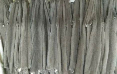 Продам норку сіроголубу (silverblue)