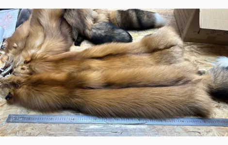 Голд Фокс Gold Fox