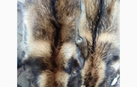 Продам шкірки Фінського єнота