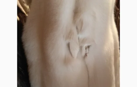 Продам шкурки Фінського білого песця (альбінос)