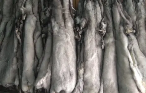 Продам шкуры Польского песца