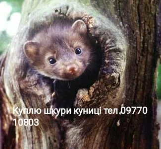 Купую шкури куниці, видри, бобра, тхора, зайця та кроля