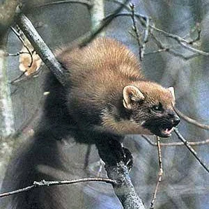 Куплю шкури хутро куниці