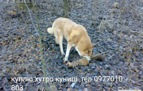 Купую шкіри куниці, лисиці, бобра та інших тварин