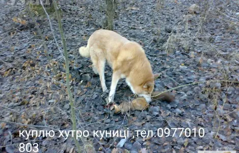 Куплю шкуры
