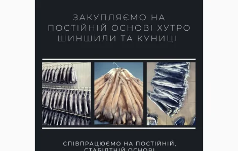 Куплю хутро куницы высокого качества