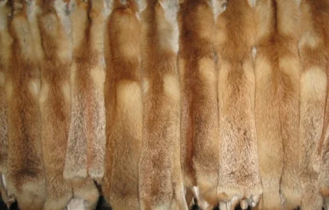 Продаются шкурки лисицы и других животных