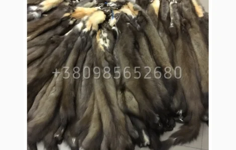 Шкуры куницы