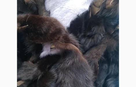 Пропонуються хвости норки та інших тварин