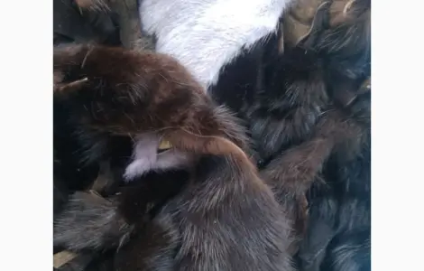 Продам хвости норки