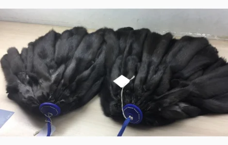 Шкуры мех соболя темно-коричневого