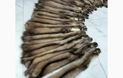 Куплю шкурки куниці