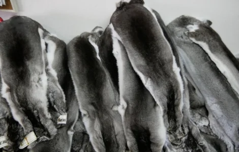 Куплю шкурки шиншил