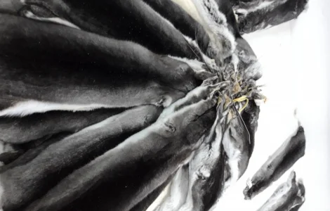 Куплю хутро шиншили