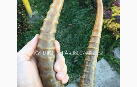 Рога сайгака