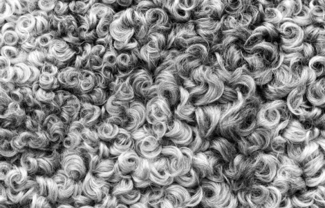 Оптовая продажа овечьей шерсти