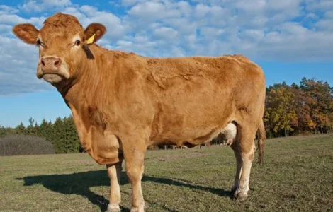 Куплю шкуры КРС