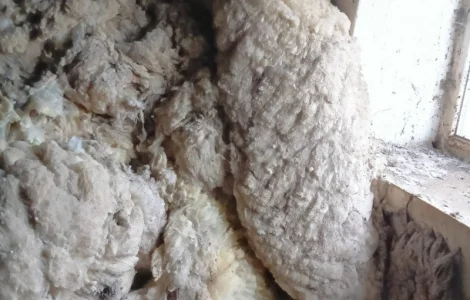 Продам овечью шерсть мереноса и цигая