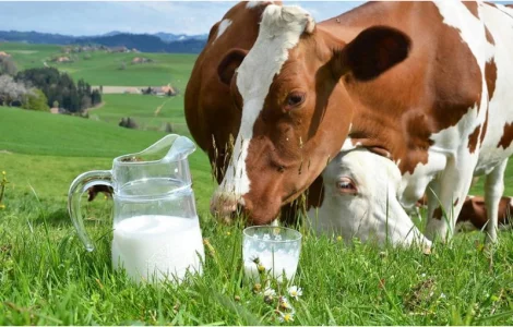 Свежее коровье молоко