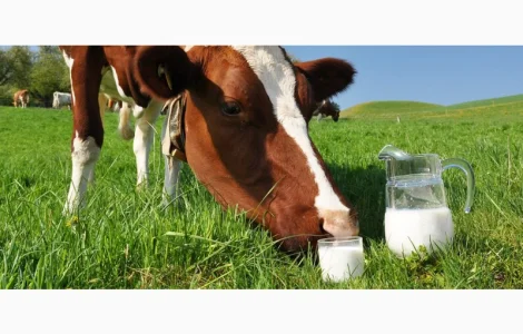Оптовая реализация коровьего молока