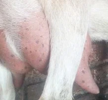 Пропонується свіже козине молоко та продукція