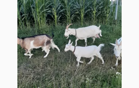 Продам козье молоко, творог, брынзу