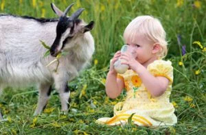 Козине молоко, дуже смачне