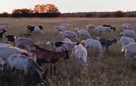 Продам козяче молоко оптом