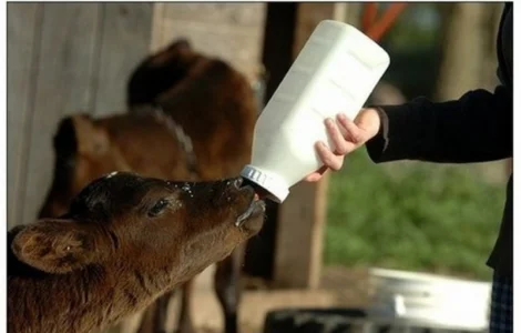 Заменитель цельного молока Dairy Calf с 30 дня (упаковка 25 кг)