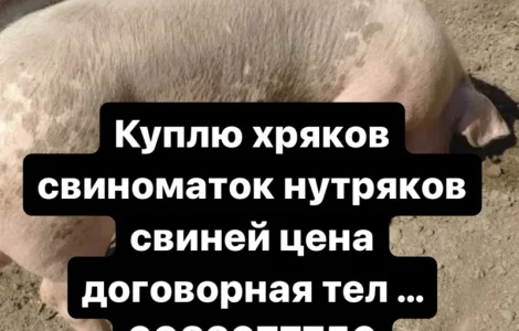 Куплю хряков и свиноматок