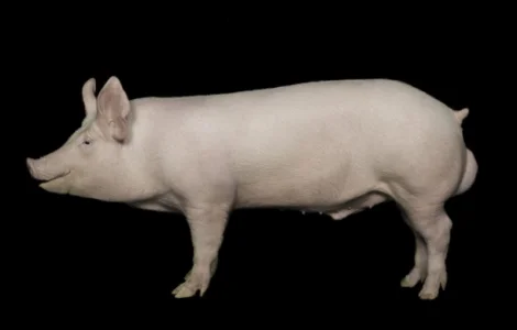 Семена хряков для искусственного осеменения свиноматок