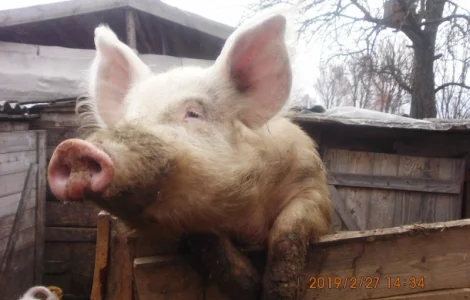 Породистый осеменитель кабан 2 года