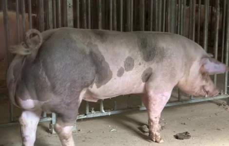 Спермодоза (сперма, семя) кряка кнура мясной породи П'єтрен