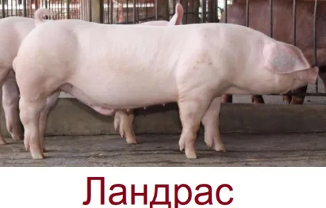 Спермодоза (сперма, семя) кряка кнура породи Ландрас