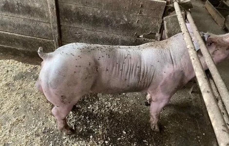 Спермодоза (семья, сперма) хряка кнура мясной породы Кантор