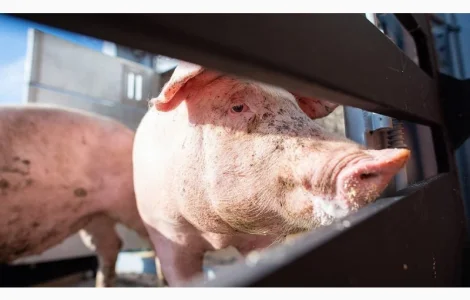 Продам ремонтних кнурів (105-120 кг)