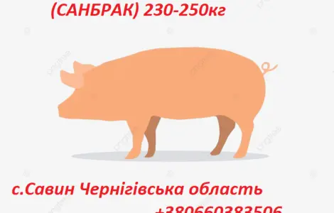 Продаж свиноматок. Козелець