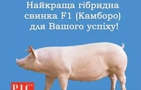 Гібридні свинки F1 Камборо - генетика РІС