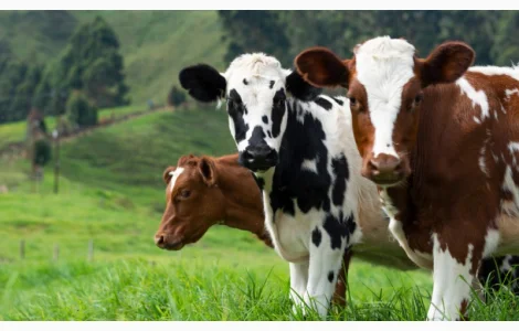 Проводимо закупку ВРХ, свиней, коней, баранів у будь якій кількості